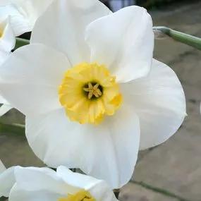 Loth Lorien Daffodil (Narcissus Loth Lorien) Img 1